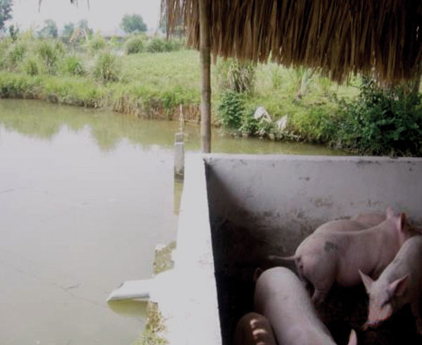 Typical pig pen built on bank of fish pond in Nghe An Province, Vietnam. The design allows fecal waste to drain into the pond.