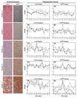 Thumbnail of Scoring examples: Hematoxylin and eosin (H&amp;E)–stained and proteinase K–resistant prion protein (PrPres) scores from 0 to 4. A score of 0 means no vacuolation or PrPres distribution; a score of 4 means the highest degree of vacuolation and PrPres distribution in that region. Panel H&amp;E score: 0, Chinese hamster olfactory bulb; 1, Syrian hamster spinal cord; 2, Armenian hamster caudate putamen; 3, Armenian hamster cortex; 4, Syrian hamster thalamus. Panel PrPres score: 0, Chine