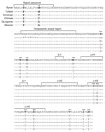 Thumbnail of Sequences of prion protein for 3 hamster species. Hamster genomic DNA was purified from whole uninfected hamster brain tissue by using the QIAamp DNA blood maxi 10 kit columns and the solutions and tissue protocol from QIAGEN Dneasy Blood and Tissue kit (QIAGEN, Valencia, CA, USA). PCR products were amplified by using both PuReTaq Ready-To-Go PCR beads (GE Healthcare, Piscataway, NJ, USA) and Expand High-Fidelity Taq polymerase (Roche Diagnostic Corp, Indianapolis, IN, USA). Success