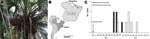 Thumbnail of A) Açaí palm and açaí fruit. B) Location of Barcarena in Pará State, Brazil. C) Epidemic curve for 11 case-patients with acute Chagas disease, Barcarena, Brazil, September–October 2006.
