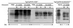 Thumbnail of Accumulation of PrPSc (disease-associated form of prion protein) in diseased transgenic (Tg) mice. Tg(CerPrP)1536+/– and Tg(CerPrPE226)5037+/– mice inoculated with phosphate-buffered saline (PBS), elk brain (B), or antler velvet (A) were treated with or without proteinase K (PK). Membranes were probed with monoclonal antibody 6H4. Molecular weights indicated are 37, 29, and 20 kD.