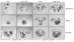 Thumbnail of Distribution of PrPSc (disease-associated form of prion protein) in brains of diseased mice. Histoblots of mice inoculated with 01-0306 brain or antler velvet material were treated with proteinase K and probed with monoclonal antibody 6H4. Tg, transgenic.