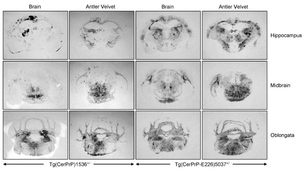 Distribution of PrPSc (disease-associated form of prion protein) in brains of diseased mice. Histoblots of mice inoculated with 01-0306 brain or antler velvet material were treated with proteinase K and probed with monoclonal antibody 6H4. Tg, transgenic.