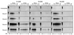 Thumbnail of Detection of CerPrPSc (disease-associated form of cervid prion protein [PrP]) in brain and antler velvet from chronic wasting disease (CWD)–affected elk after serial protein misfolding cyclic amplification (PMCA). Western blots demonstrate amplification of protease-resistant prion protein (PrP) after serial PMCA when seeded with brain or velvet antler material from CWD-affected elk. Brain samples: lane 1, Tg(CerPrP)1536+/– brain material not treated with proteinase K (PK); lane 2, T