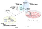 Thumbnail of Phylogenetic relationships of 67 porcine reproductive and respiratory syndrome viruses (PRRSVs) based on their whole-genome sequences. The unrooted phylogenetic tree was generated by the neighbor-joining method using Molecular Evolutionary Genetics Analysis 4 (5). Bootstrap values were calculated on 1,000 replicates. The 53 isolates from China were classified into 4 subgroups (circled). Four commercially available attenuated live vaccine viruses are marked with asterisks. MLV, modif