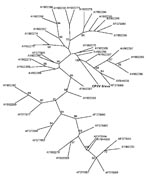 Thumbnail of Phylogenetic tree of the isolated cowpox virus (CPXV) Shiva strain (in boldface; named after pet rat shown in Figure 1, panel A; GenBank accession no. FJ654467), constructed by the maximum-parsimony method based on the partial sequences method based on the hemagglutinin (HA) gene, unrooted. BLAST search (www.ncbi.nlm.nih.gov/blast/Blast.cgi) confirmed the identification of this strain as a CPXV strain with a unique HA gene sequence. The highest identity of 98.1% was found for strain