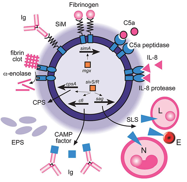 Virulence factors of Streptococcus iniae. A diagrammatic representation of a cell of S. iniae showing the regulatory genes involved in virulence factor expression (inside cell) and the virulence factors on the outside of the cell. In a clockwise direction, SiM protein (simA) expression is likely to be regulated by mgx. SiM protein binds immunoglobulin (Ig) and fibrinogen. C5a peptidase and interleukin-8 (IL-8) protease degrade their respective chemokines to impair phagocyte signaling. Production