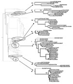 Thumbnail of Eurasian clade of the phylogenetic tree for all full-length H6 sequences of avian influenza virus (excluding multiple sequences of the same isolate). Black branches indicate isolates from North America, and gray branches indicate isolates from Eurasia. The 7 subclades that invaded North America and their closest Eurasian related clade and bootstrap values are shown on the right. Abbreviations for strain names are listed in the Technical Appendix Table.