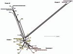 Thumbnail of SplitsTree obtained by using concatenated sequences of the 7 loci for the 87 isolates. Cluster I, noninvasive, nonprevalent Chlamydia trachomatis strains (gold) with trachoma Subcluster I (red); cluster II, invasive lymphogranuloma venereum (LGV) isolates (purple); and cluster III, noninvasive globally prevalent sexually transmitted infection (STI) strains (blue). Isolates colored green represent putative recombinant strains. Scale bar indicates number of substitutions per site.