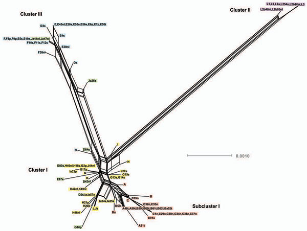 SplitsTree obtained by using concatenated sequences of the 7 loci for the 87 isolates. Cluster I, noninvasive, nonprevalent Chlamydia trachomatis strains (gold) with trachoma Subcluster I (red); cluster II, invasive lymphogranuloma venereum (LGV) isolates (purple); and cluster III, noninvasive globally prevalent sexually transmitted infection (STI) strains (blue). Isolates colored green represent putative recombinant strains. Scale bar indicates number of substitutions per site.