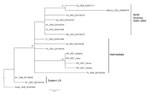 Thumbnail of Identification of West Nile virus (WNV) in Puerto Rico. WNV premembrane-envelope maximum likelihood phylogenetic tree of WNV isolates collected from 1998 through 2007, demonstrating the relationship of viruses from Puerto Rico to other lineage I isolates. Viruses are labeled by place and year of isolation and GenBank accession no. FJ799714–FJ799717 (Fiji). Clade names are consistent with those used by Davis et al. (14). Numbers indicate the neighbor-joining bootstrap values for groups in the tree and are shown when &gt;70. Scale bar indicates nucleotide substitutions per site.