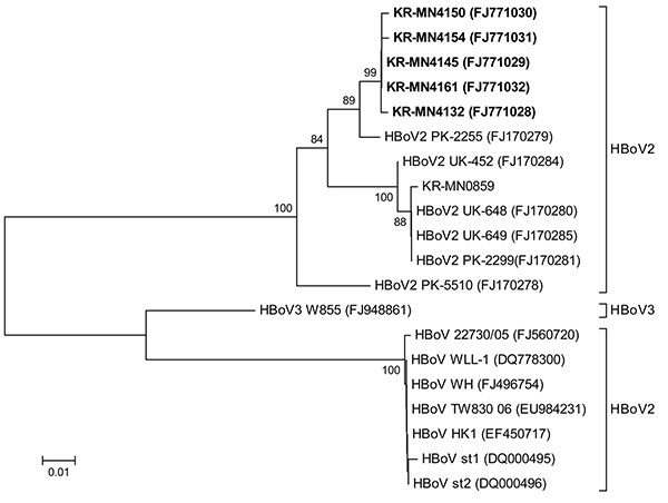 Phylogenetic analysis of nonstructural (NS) 1 gene sequences from human bocavirus 2 strains from Korea (KR), United Kingdom (UK), and Pakistan (PK), presented on a topology tree prepared by using MEGA 3.1 (www.megasoftware.net). Nucleotide alignment of a 417-bp portion of the NS1 gene was prepared by using BioEdit 7.0 (www.mbio.ncsu.edu/BioEdit/BioEdit.html). The nucleotide distance matrix was generated by using the Kimura 2-parameter estimation. Nodal confidence values indicate the results of b