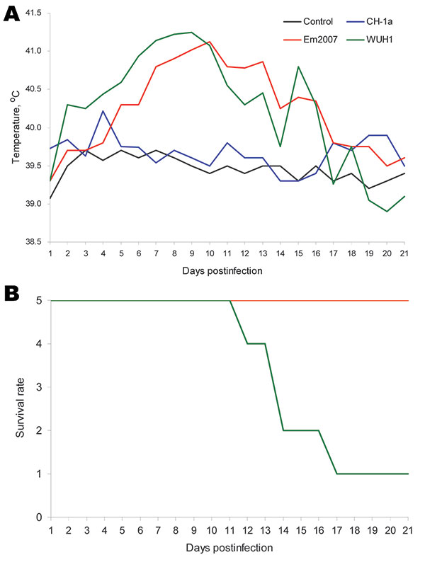 Pathogenicity comparison among the Em2007, CH-1a, and WUH1 strains of porcine reproductive and respiratory syndrome virus (PRRSV). Forty-day-old piglets (9 piglets in each group) free of PRRSV were inoculated intramuscularly with 105.0 mean tissue culture infectious doses/2 mL of Em2007, CH-1a, WUH1, respectively. Two piglets from each group were euthanized and necropsied at 7 and 10 days postinoculation (dpi) for viral load analyses and histopathologic examinations. The remaining 5 piglets in e