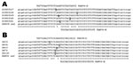 Thumbnail of Alignment of parvovirus 4 (PARV4) sequences showing the location of the 2 probes used in the real-time experiments. A) Partial sequences used for the design of probe PARV4-N: PARV4 prototype isolate (AY622943) and in-house PCR products characterized initially (GenBank accession nos. FJ883557–61). B) Examples of point mutations located on the PARV4-O recognition site identified in amplicons originating from samples positive with PARV4-N assay. Mismatches identified in the alignments