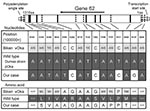 Thumbnail of Sequence of gene 62 from patient with varicella from secondary transmission of Oka vaccine strain (vOka). The diagram at the top shows the structure of gene 62. Amino acid residues are numbered 1–1310 from the amino terminus to the carboxyl terminus. Vertical lines indicate the positions of 15-nt base differences between vOka (GenBank accession no. AB097932) and parental (pOka, accession no. AB097933) strains. The 15 boldface and broken lines show substitutions with and without amin