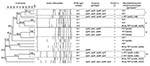 Thumbnail of Dendrogram and pulsed-field gel electrophoresis (PFGE) profiles of group C streptococci (Streptococcus dysgalactiae subsp. dysgalactiae) subclinical mastitis isolates from 8 dairy herds, Portugal. PFGE type-subtype, virulence genotype, antimicrobial drug resistance phenotypes, and genotypes of each isolate are indicated. The dendrogram was produced by using Dice coefficients and unweighted pair group method using arithmetic averages. Default clustering settings of 0.00% optimization