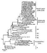 Thumbnail of Phylogenetic analysis of the envelope gene of dengue virus serotype 4 (DENV–4) strains from Ecuador, Peru, and Venezuela. Similar topologies were observed from neighbor-joining (depicted), maximum likelihood, and maximum parsimony analyses, implemented in PAUP* v.4.0b10 (12). The general time reversible model of evolution was used for neighbor-joining and maximum-likelihood analyses. DENV-4 genotype I strains (not shown) were included as an outgroup. Bootstrap values (based on 1,000