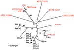 Thumbnail of Unrooted neighbor-joining tree based on 23 variable number tandem repeat loci demonstrating that the Punjab isolates (black text and PRL-20) are genetically distinct from and less diverse than available whole genome sequences (WGS, red text) (8). Statistical supports for branches based on 1,000 bootstrap iterations are shown. Sample PRL-20 is shown in red text because it is also available as a whole genome sequence; therefore, it was used in all 3 situations where an average pairwis