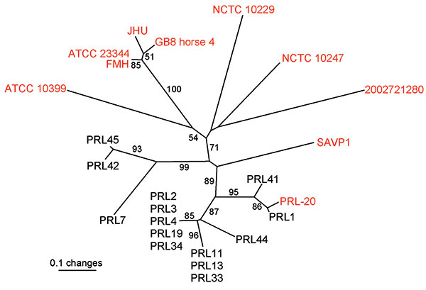 Unrooted neighbor-joining tree based on 23 variable number tandem repeat loci demonstrating that the Punjab isolates (black text and PRL-20) are genetically distinct from and less diverse than available whole genome sequences (WGS, red text) (8). Statistical supports for branches based on 1,000 bootstrap iterations are shown. Sample PRL-20 is shown in red text because it is also available as a whole genome sequence; therefore, it was used in all 3 situations where an average pairwise distance (A