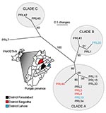 Thumbnail of Unrooted neighbor-joining tree showing phylogenetic relationships among 15 samples of Burkholderia mallei from the Punjab Province, Pakistan. Statistical support for each branch derived from 1,000 bootstrap iterations are shown. Sample names are color-coded to match their district of origin in reference to the inset map of the Punjab Province. Approximate linear distances between districts are Faisalabad to Lahore ≈120 km, Faisalabad to Sargodha ≈84 km, Lahore to Sargodha ≈168 km.