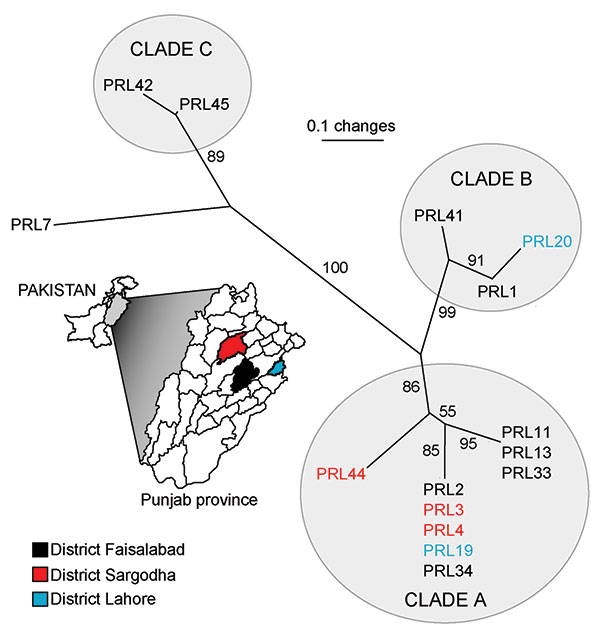 Unrooted neighbor-joining tree showing phylogenetic relationships among 15 samples of Burkholderia mallei from the Punjab Province, Pakistan. Statistical support for each branch derived from 1,000 bootstrap iterations are shown. Sample names are color-coded to match their district of origin in reference to the inset map of the Punjab Province. Approximate linear distances between districts are Faisalabad to Lahore ≈120 km, Faisalabad to Sargodha ≈84 km, Lahore to Sargodha ≈168 km.