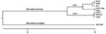 Thumbnail of Phylogram based on the alignment of the concatenated DNA sequences containing the 16S rDNA, flaB, gyrB, and glpQ loci for 6 isolates (DAH, GAR, ALL, LAK-1, MTW-2, and YOR) and infected tissues from the owl (OWL) and pine squirrel (YB-Th-60) of Borrelia hermsii. The same loci from B. turicatae 91E135 were used for the outgroup. New DNA sequences determined for the owl and pine squirrel spirochetes are available in GenBank (accession nos. GQ175059–GQ175068). Scale bar indicates number