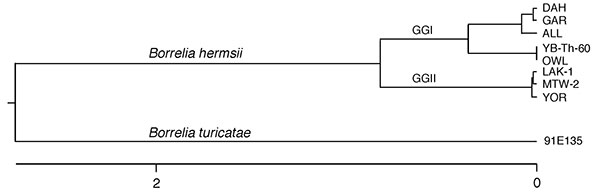 Phylogram based on the alignment of the concatenated DNA sequences containing the 16S rDNA, flaB, gyrB, and glpQ loci for 6 isolates (DAH, GAR, ALL, LAK-1, MTW-2, and YOR) and infected tissues from the owl (OWL) and pine squirrel (YB-Th-60) of Borrelia hermsii. The same loci from B. turicatae 91E135 were used for the outgroup. New DNA sequences determined for the owl and pine squirrel spirochetes are available in GenBank (accession nos. GQ175059–GQ175068). Scale bar indicates number of base subs