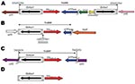 Thumbnail of Genetic structures associated with the blaOXA-23 gene of Acinetobacter baumannii. A) Tn2006 from isolates 240, 512, 810, 859, 883 and AUS (ST22/ST2). B) Tn2008 from isolate 614. C) Tn2007 from isolates Ab14, BEL, and DOS. D) ISAba1 from isolates AS3, 1190, 861, and 877. Boundaries of Tn2006, Tn2007, and Tn2008 are indicated with the target site duplication likely generated by transposition events underlined. The 7-bp difference in the site of insertion of ISAba1 for isolate 614 is d