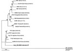 Thumbnail of Phylogenetic analysis of the viral protein (VP) 7 genotype G12 rotavirus of Indonesia with reference strains downloaded from GenBank. The GenBank accession numbers of each strain appear next to the strain. The multiple alignment was constructed by using ClustalX version 1.81 (www.clustal.org). The phylogenetic tree was based on the 971 nt sequence of the VP7 gene and constructed by using the neighbor-joining method and applying the Kimura 2-parameter method with 1,000 bootstrap repl