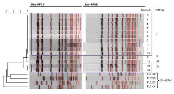 Pulsed-field gel electrophoresis (PFGE) patterns for 14 related and 4 unrelated isolates of Neisseria meningitidis serogroup W135, Florida, USA.