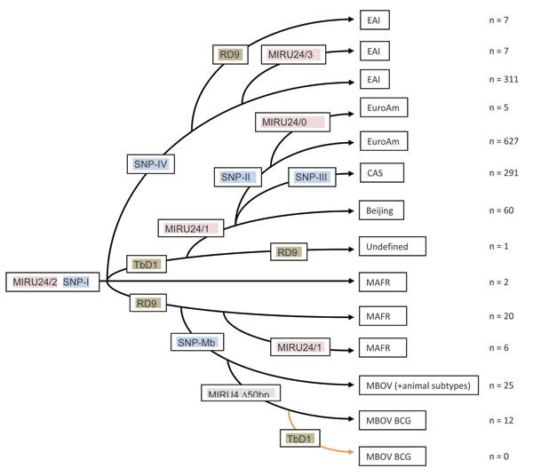 Maximum-parsimony tree constructed based on 3 independent sets of markers: large sequence polymorphisms (LSPs), single nucleotide polymorphisms (SNPs), and number of repeats in the locus 24 using the following assumptions: 1) SNPs are irreversible unique events; 2) LSPs are irreversible rare events; 3) spoligotypes are not produced by convergent events; and 4) variable number tandem repeat (VNTR) loci can both acquire and lose repeats. EAI, East African–Indian; MIRU, mycobacterial interspersed r