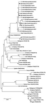 Thumbnail of Phylogenetic tree based on the entire small sequences from 33 Rift Valley fever virus strains described by Bird et al. (16), from 6 sequences representative of the Kenya 1, 1a, and 2 lineages described by Bird et al. (18), and from 1 Madagascar strain circulating in 1991 and 12 Madagascar strains circulating in 2008. Boostrap percentages (from 1,000 resamplings) are indicated at each node. ◆ indicates sequences from the 2006–2007 Kenya-1 lineage, ● indicates sequences from the 2006–