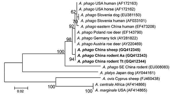 Phylogenetic tree based on partial (428-bp) groEL nt sequences of Anaplasma spp., obtained by using the neighbor-joining method with Kimura 2-parameter analysis and bootstrap analysis of 1,000 replicates. Numbers on branches indicate percent of replicates that reproduced the topology for each clade. Parentheses enclose GenBank numbers of the sequences used in the phylogenetic analysis. Boldface indicates sequences obtained from rodents and sheep from northeastern China, May 2009. Scale bar indic