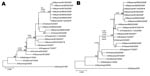 Thumbnail of Phylogenetic analysis of the hemagglutinin (HA) (A) and neuraminidase (B) genes of influenza virus A (H3N2) isolates in Myanmar in 2007 and 2008. Trees were generated by using the neighbor-joining method. Bootstrap values &gt;70% of 1,000 replicates and amino acid changes that characterize a branch are indicated on the left side of the node. Amantadine-resistant isolates with S31N mutation in M2 are marked with asterisks, and isolates with reduced sensitivity to zanamivir with Q136K