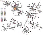 Thumbnail of Minimum spanning tree based on multilocus variable number tandem repeat analysis (MLVA) allelic profiles, showing the phylogenetic relationship between 202 epidemiologically unrelated enterohemorrhagic Escherichia coli (EHEC) O157:H7/H– strains, Germany, 1987–2008. Each node represents a unique MLVA profile. Size of the nodes is proportional to the number of isolates per MLVA profile. Small numbers and specific dashed lines between nodes represent distance between the nodes, i.e., n