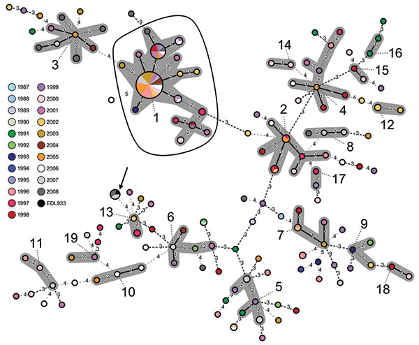 Minimum spanning tree based on multilocus variable number tandem repeat analysis (MLVA) allelic profiles, showing the phylogenetic relationship between 202 epidemiologically unrelated enterohemorrhagic Escherichia coli (EHEC) O157:H7/H– strains, Germany, 1987–2008. Each node represents a unique MLVA profile. Size of the nodes is proportional to the number of isolates per MLVA profile. Small numbers and specific dashed lines between nodes represent distance between the nodes, i.e., number of diff