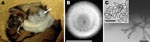 Thumbnail of A) Myotis myotis bat found in a cave on March 12, 2009, in France, showing white fungal growth on its nose (arrow). B) Fungus colony on malt extract medium after incubation for 3 weeks at 10°C. Scale bar = 1 cm. C) Clusters of unstained spores of Geomyces destructans. Spores in the inset were stained with lactophenol cotton blue, which shows the truncate spore base (arrows) and surface granulation. Scale bars = 10 µm.