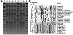 Thumbnail of A) Pulsed-field gel electrophoresis (PFGE) of Cfr91-digested livestock-associated methicillin-resistant Staphylococcus aureus (MRSA). Lanes 1, 6, and 9, universal standard Salmonella Braenderup H9812; Lane 2, 08 BA 02176; Lane 3, 08 BA 13895; Lane 4, 07 BA 06477; Lane 5, T40929; Lane 7, 08 BA 08100; Lane 8, 07 BA 22334. B) PFGE dendrogram comparing the Cfr91 fingerprint patterns of 6 livestock-associated MRSA isolates from humans in Canada with the SmaI fingerprints of other human e