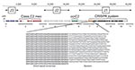 Thumbnail of Schematic of the novel staphylococcal cassette chromosome (SCC) mecV subtype and DNA sequence of the clustered regularly interspaced short palindromic repeat (CRISPR) array identified in Staphylococcus aureus isolate 08 BA 02176. Red and green arrows represent mec and ccr complexes, respectively. Blue arrows represent 3 open reading frames (ORFs) in the J3 region sharing sequence identity with chromosomal genes of S. epidermidis RP62A. Orange boxes indicate confirmed and questionabl