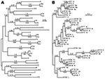 Thumbnail of A) Bayesian and maximum-likelihood phylogenetic inference of outer surface protein C (ospC) gene sequences and B) concatenated multilocus sequence typing (MLST) sequences of Borrelia burgdorferi. Sequences were aligned by codon. Labels at the tips refer to ospC alleles (A) or MLST (ST) and linked ospC alleles (B; Table). Consensus phylograms were the output of the MrBayes version 3.1.2 algorithm (http://mrbayes.csit.fsu.edu). There were 500,000 generations with the first 1,000 disca