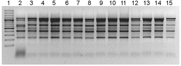 Enterobacterial repetitive intragenic consensus (ERIC)–PCR ERIC2 primers. Lane 1, molecular mass ladder; lanes 2–7, nonoutbreak isolates; lanes 8–9, isolates from baby tea; lane 10, isolate from fennel; lanes 11–15, isolates from salmonellosis patients. ERIC PCR with ERIC2 primer (5′-AAGTAAGTGACTCGGGTGAGCG-3′) was used. DNA was isolated by using the InvitrogenPure Link Genomic DNA purification kit (Invitrogen, Carlsbad, CA, USA). Gene sequences were amplified in a Perkin/Elmer thermal cycler (mo