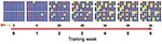 Thumbnail of Evolving adenovirus subtype B14 incidence rate per 100 US Air Force basic military trainees over 6.5 weeks of basic training, based on epidemiologic and laboratory surveillance data. Red circles, acutely ill; yellow circles, recovering/possibly infectious; blue circles, well.