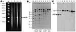 Thumbnail of A) Analysis of Klebsiella pneumoniae carbapenemase (KPC)–encoding plasmids in isolates Kpn1 (1), Eco2 (3), Kpn1-T (2), and Eco2-T (4), Israel, 2008. Plasmid size estimation was performed by digestion of DNA with S1 nuclease (20 U; Promega, Madison, WI, USA) followed by pulsed-field gel electrophoresis (PFGE) with the CHEF-DR III apparatus (Bio-Rad Laboratories, Inc., Hercules, CA, USA), as described (8–11). Lambda ladder PFG marker (New England Biolabs, Beverly, MA, USA) was used as