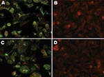 Thumbnail of Slides showing immunofluorescence of A72 cells with human respiratory syncytial virus monoclonal antibodies (MAbs). A) MAb 2G122 on infected cells. B) MAb 2G122 on uninfected cells. C) MAb 5H5N on infected cells. D) MAb 5H5N on uninfected cells. Primary MAb stocks were used as obtained from the manufacturer at a dilution of 1:100. The red background is produced by counterstaining with Evans blue dye. Original magnification ×200.