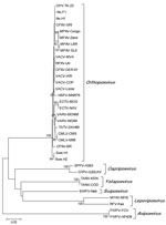 Thumbnail of Phylogenetic tree (neighbor-joining method) generated from alignment of identical partial orthopoxvirus (OPV) thymidine kinase (tk) gene sequences obtained from 21 Eurasian lynx (Lynx lynx) from Sweden (designated OPV-TK-23) and corresponding sequences from cowpox virus isolates and other members of the genus Orthopoxvirus as well as other genera of the family Poxviridae. The corresponding tk gene sequences of 2 fowlpox viruses (genus Avipoxvirus) were used to root the tree. Only bo