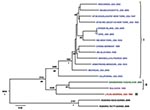 Thumbnail of Bayesian coalescent analysis of lymphocytic choriomeningitis virus (LCMV) based on the large (L) gene segment. The maximum clade credibility tree generated from analysis of available LCMV L segment sequences is shown. Branch lengths are proportional to the number of substitutions/site/year. Depicted at the main nodes are the time to most recent common ancestor estimates based on Bayesian coalescent analysis of the virus sequences and isolation dates without inclusion of the Bulgaria