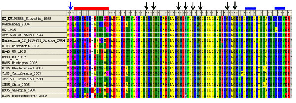 Schematic of lymphocytic choriomeningitis virus (LCMV) Z open reading frame.
The N-terminal myristoylation site (31), RING motif, and late domains are all highly conserved among the LCMV strains analyzed. Unexpectedly, the Z protein of the H935_Georgia_1984 virus strain is 1 aa longer than all the others.