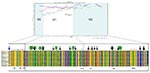 Thumbnail of Schematic of lymphocytic choriomeningitis virus (LCMV) GPC open reading frame. The protein motifs previously identified in the Armstrong strain, such as the 2 hydrophobic domains in the signal peptide, the myristoylation site in G2, and most of the potential glycosylation sites found in other arenaviruses, are well conserved (34).