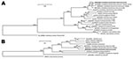 Thumbnail of A) Phylogenetic tree based on the 16S rRNA gene sequences of Candidatus Neoehrlichia mikurensis GQ501090.2 (our patient’s isolate, herein termed Zurich and indicated in boldface) and related organisms. The number at nodes indicates percentages of bootstrap support based on 10,000 replicates. Scale bar indicates 0.02 substitutions per nucleotide position. B) Phylogenetic tree based on the groEL sequences. Scale bars indicate 0.05 substitutions per nucleotide position.