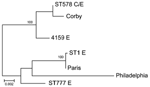 Thumbnail of Maximum-likelihood phylogenetic tree obtained from the concatenated alignment of 7 Legionella pneumophila genome loci obtained from clinical (C) and environmental (E) samples during outbreak of legionellosis in Alcoi, Spain, 2009. Isolates with identical sequence types (Table 1, Table 2) are represented as 1 isolate. Parentheses enclose the number of samples showing each sequence type. Reference sequences for Philadelphia, Paris, and Corby strains are included. Nodes supported by bo